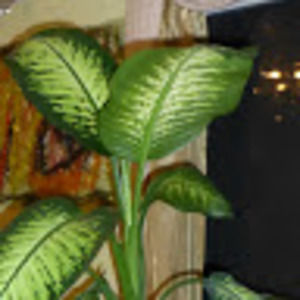 Meet your Posher, Elan